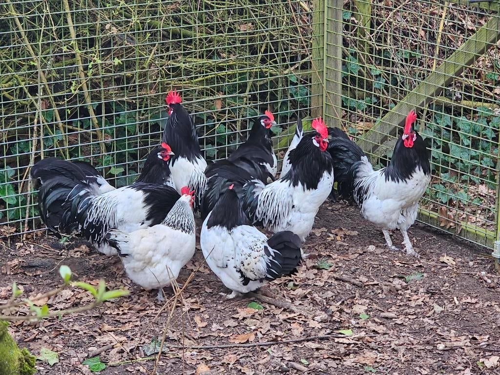 Lakenvelder hanen, Dieren en Toebehoren, Pluimvee, Mannelijk, Kip