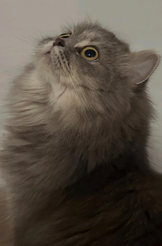 Katten, Dieren en Toebehoren, Katten en Kittens | Raskatten | Korthaar