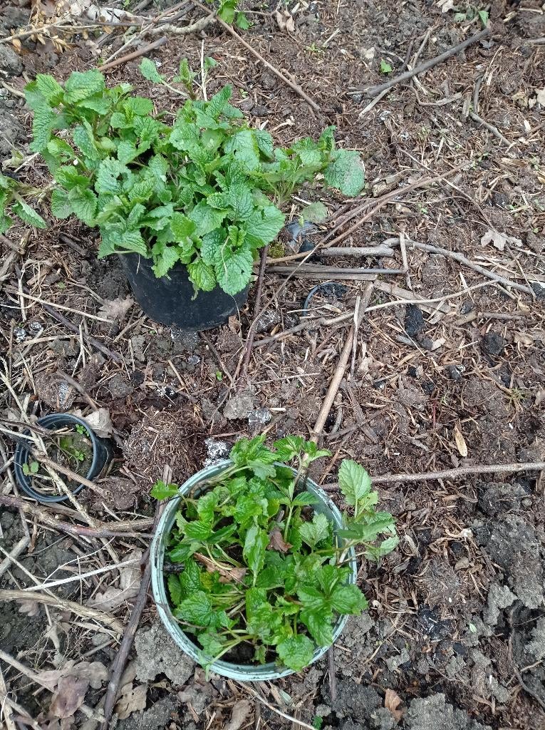 Biologische kruiden en bloemen p9 2,00, Tuin en Terras, Ophalen, Vaste plant, Overige soorten, Halfschaduw