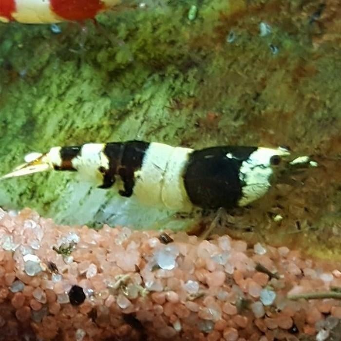 Caridina cf cantonensis, Vis