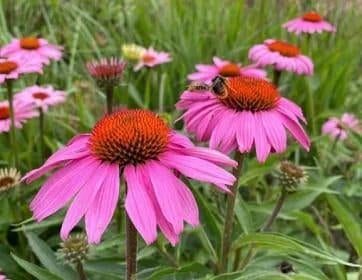 Egelzonnehoed (Echinacea pallida), Overige soorten, Volle zon, Vaste plant, Ophalen of Verzenden