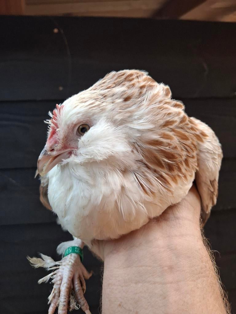 Broedeieren Faverolle kriel zalm, Dieren en Toebehoren, Pluimvee, Geslacht onbekend, Kip