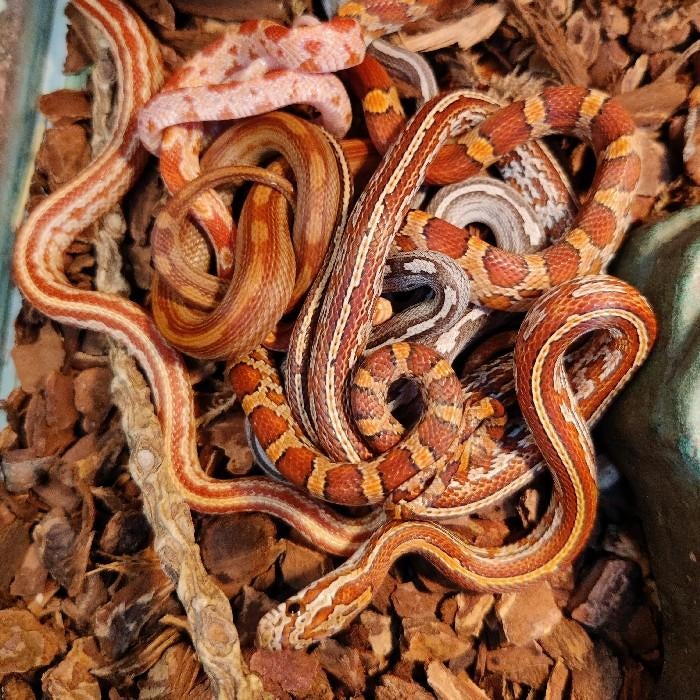 Pantherophis guttata Rat Snake - unknown for sale from Dierenhandel EXOTICA