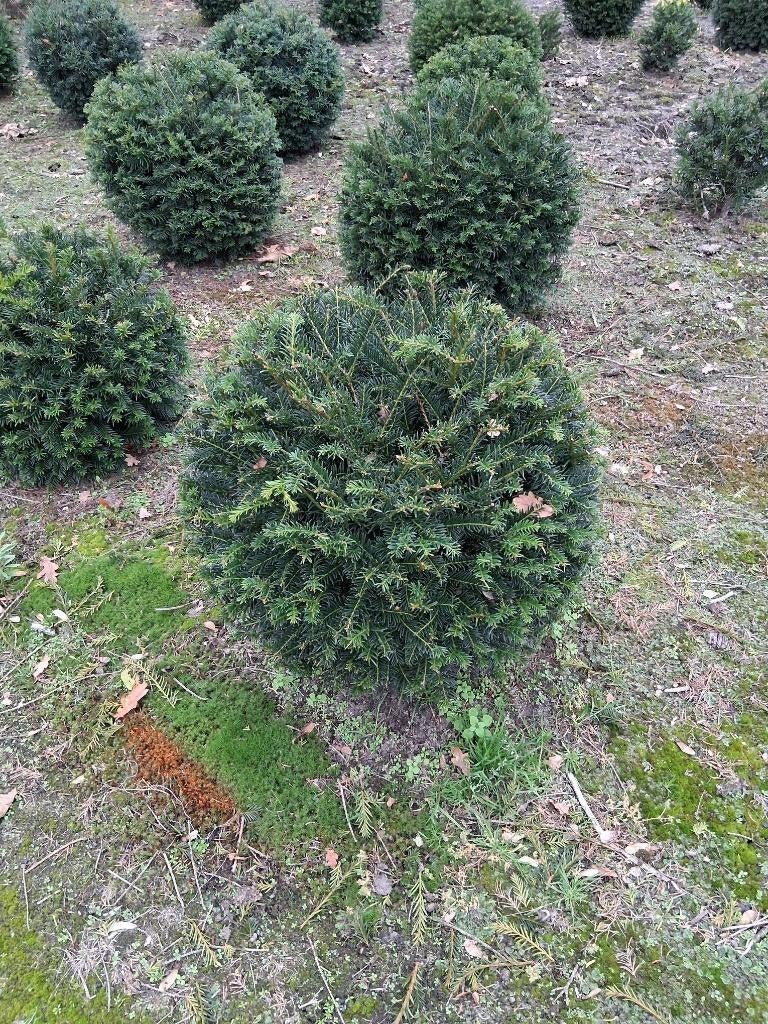Taxus bollen, Ophalen, Taxus, Minder dan 100 cm