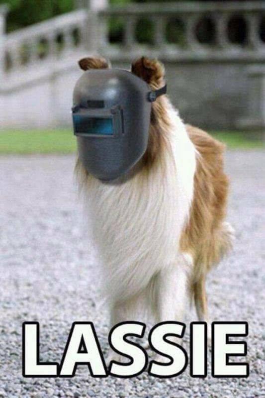 Gevraagd spoed wie kan ons helpen aan een Schotse Collie pup, Ophalen of Verzenden, Nieuw