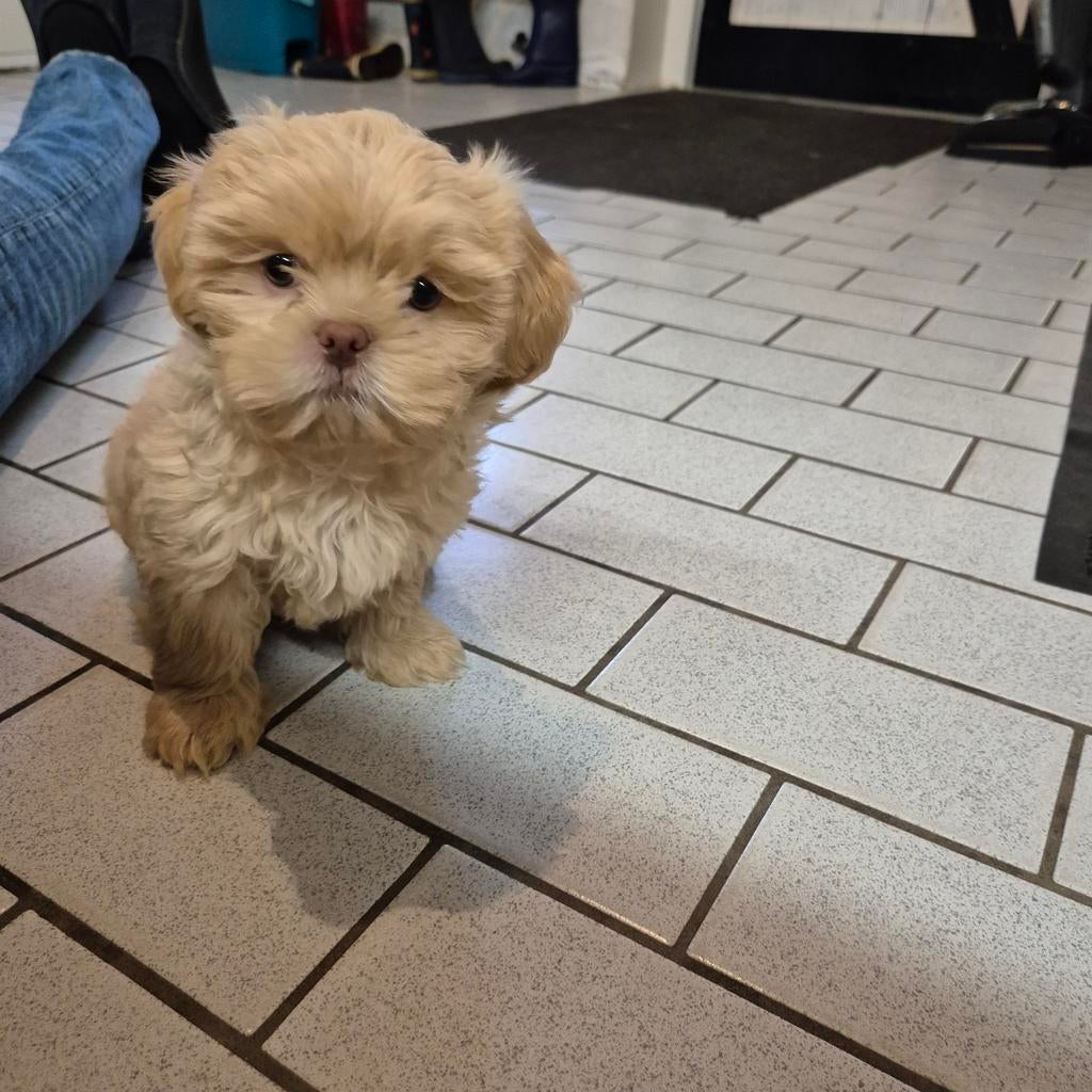 lieve raszuivere choco gekleurde shih tzu pups, Dieren en Toebehoren, Honden | Chihuahua's en Gezelschapshonden, Overige rassen
