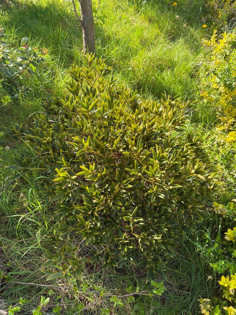 Verschillende tuin platen gratis, Ophalen, Overige soorten, Struik, Minder dan 100 cm