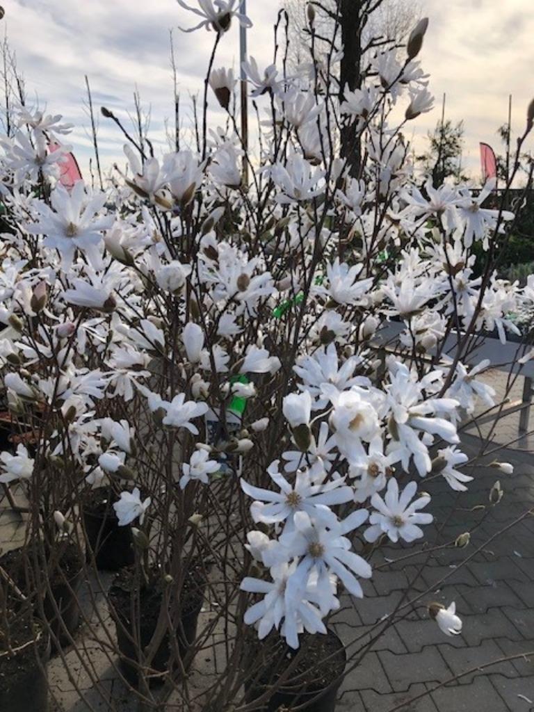 Magnolia, Tulpenboom, Beverboom in veel soorten en maten, Vaste plant, Halfschaduw, Lente, Ophalen