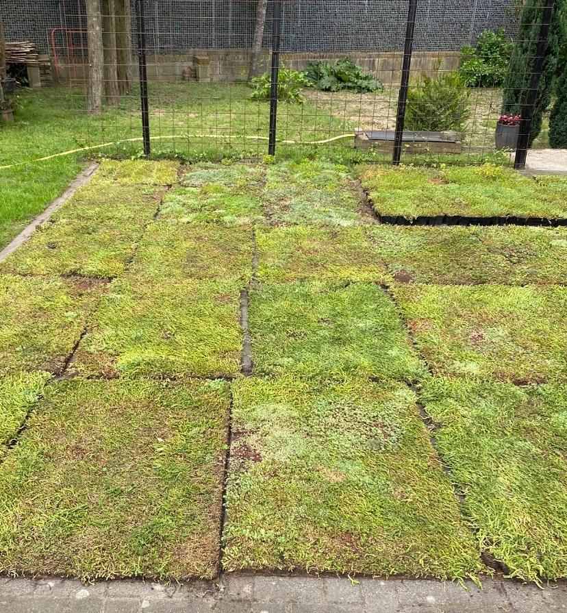 Sedum matten ,tegels er uit groen blijvend er in €20,00 pst, Ophalen of Verzenden, Overige soorten, Volle zon