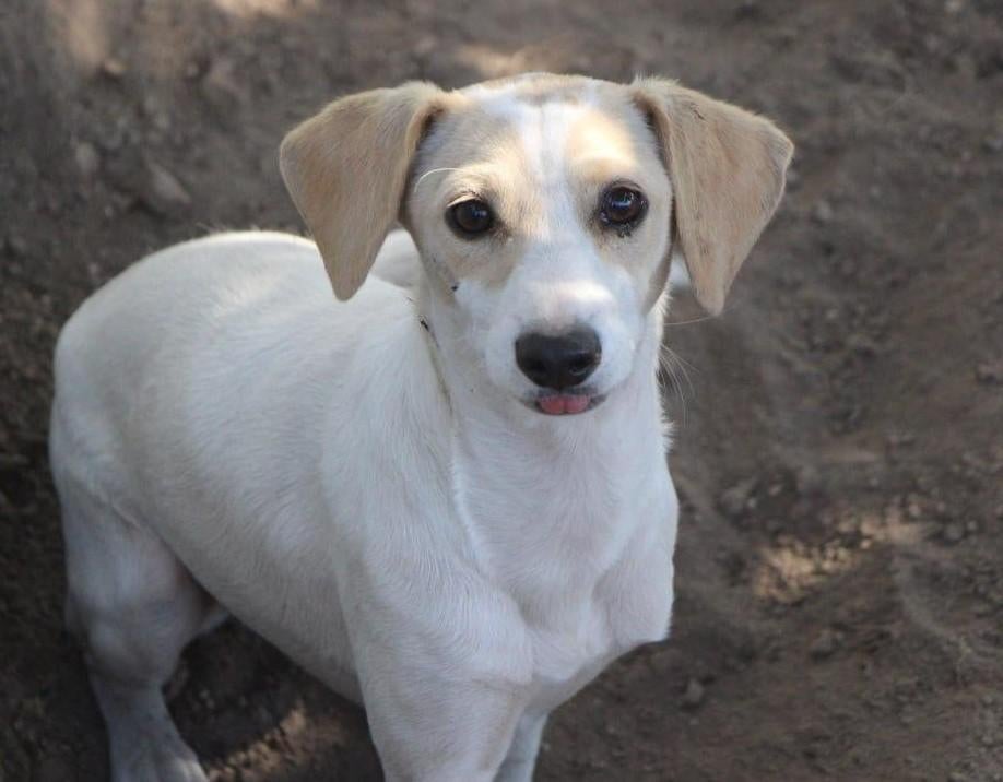 Waar mag deze  jonge dame Mayrah (in Nederland) komen wonen?, Dieren en Toebehoren, Honden | Niet-rashonden, Particulier, 15 weken tot 1 jaar