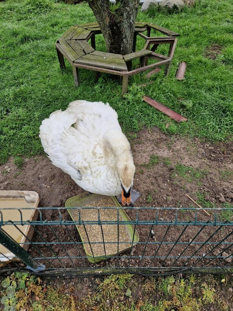 Te koop gevraagd knobbelzwaan vrouw., Dieren en Toebehoren, Pluimvee, Vrouwelijk, Gans of Zwaan