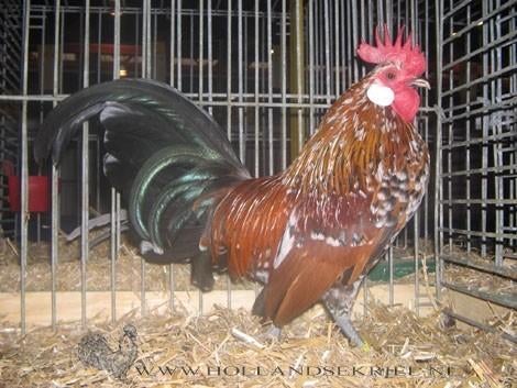 Gezocht hollandse kriel porselein, Meerdere dieren, Kip