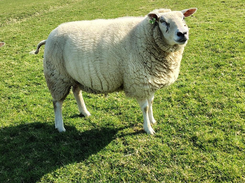 Jong drachtig schaap te koop, Vrouwelijk, Schaap, 0 tot 2 jaar