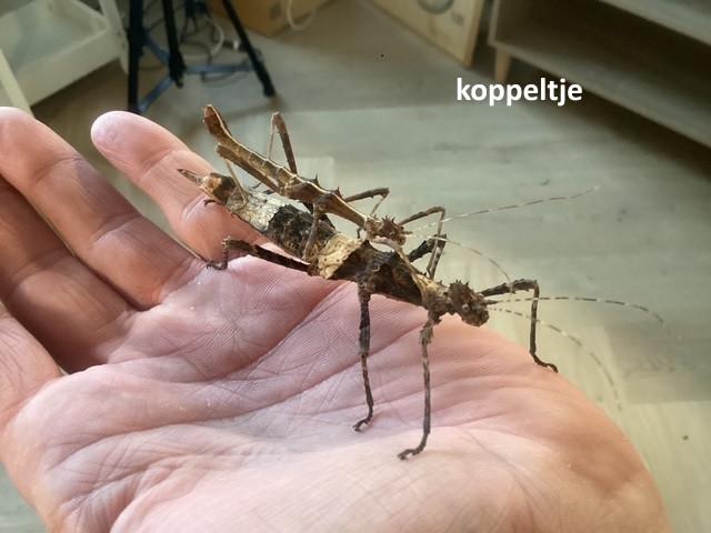 Koppeltjes wandelende takken (Sungaya aeta), Dieren en Toebehoren, Wandelende tak