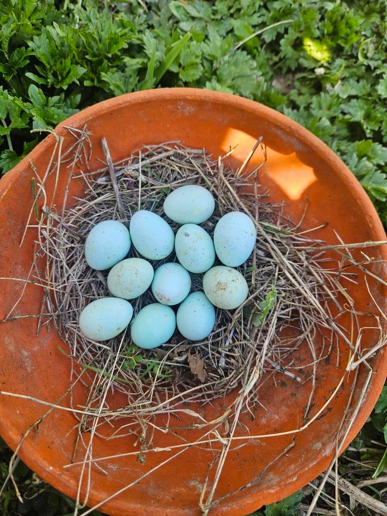 Celadon kwartels broedeieren, Ophalen of Verzenden