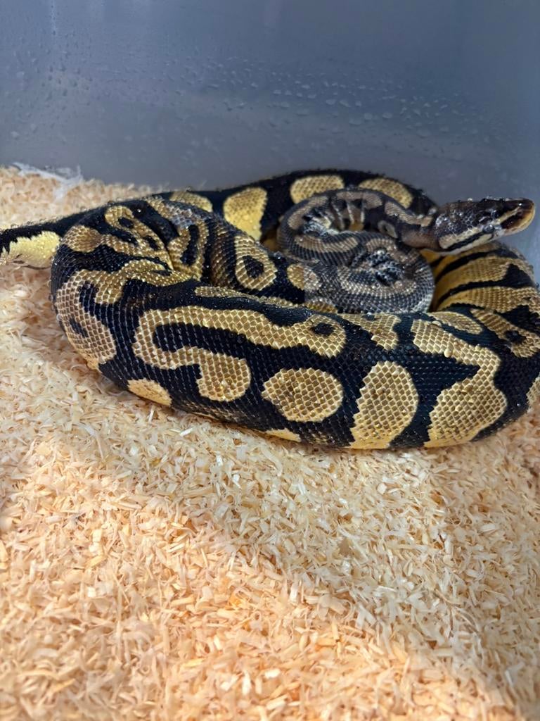 Pastel dh Desert Ghost Pied vrouw ballpython koningspython Ball Python - female for sale from willems