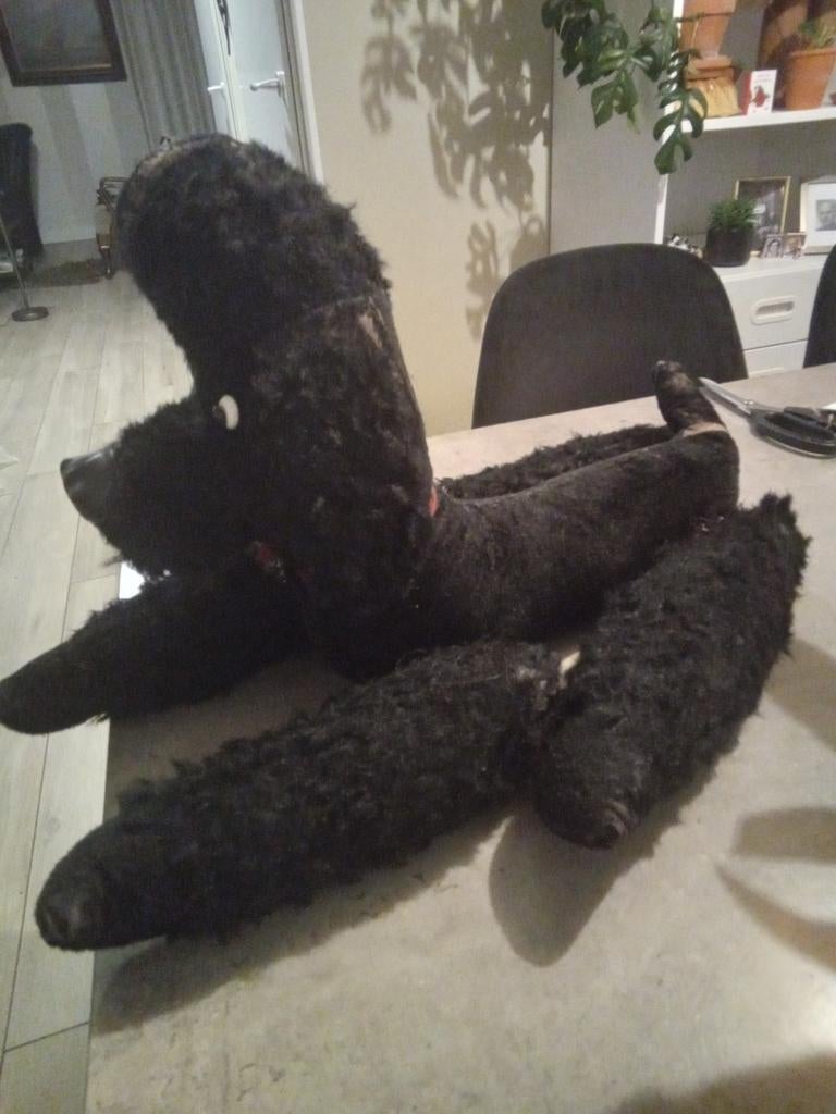 Prachtige oude hond, poedel, 65 jaar, mooi bespeeld, schoon, Ophalen