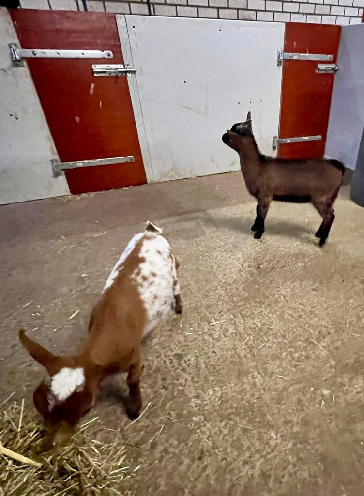 2 dwerggeit lammetjes, Dieren en Toebehoren, Schapen, Geiten en Varkens, Meerdere dieren, Geit, 0 tot 2 jaar