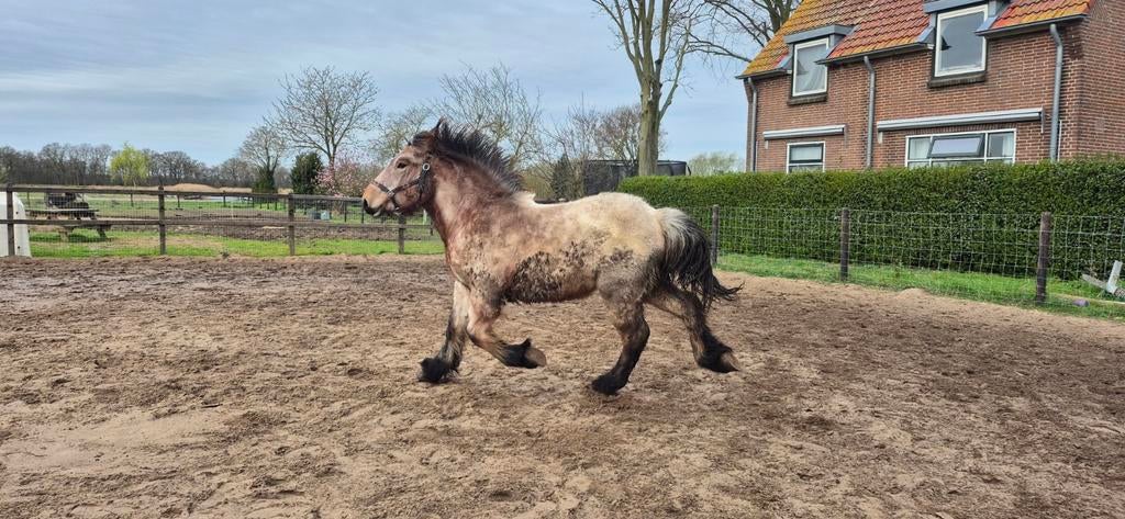 Nederlands koudbloed/trekpaard, Merrie, 0 tot 2 jaar, Onbeleerd, Ontwormd
