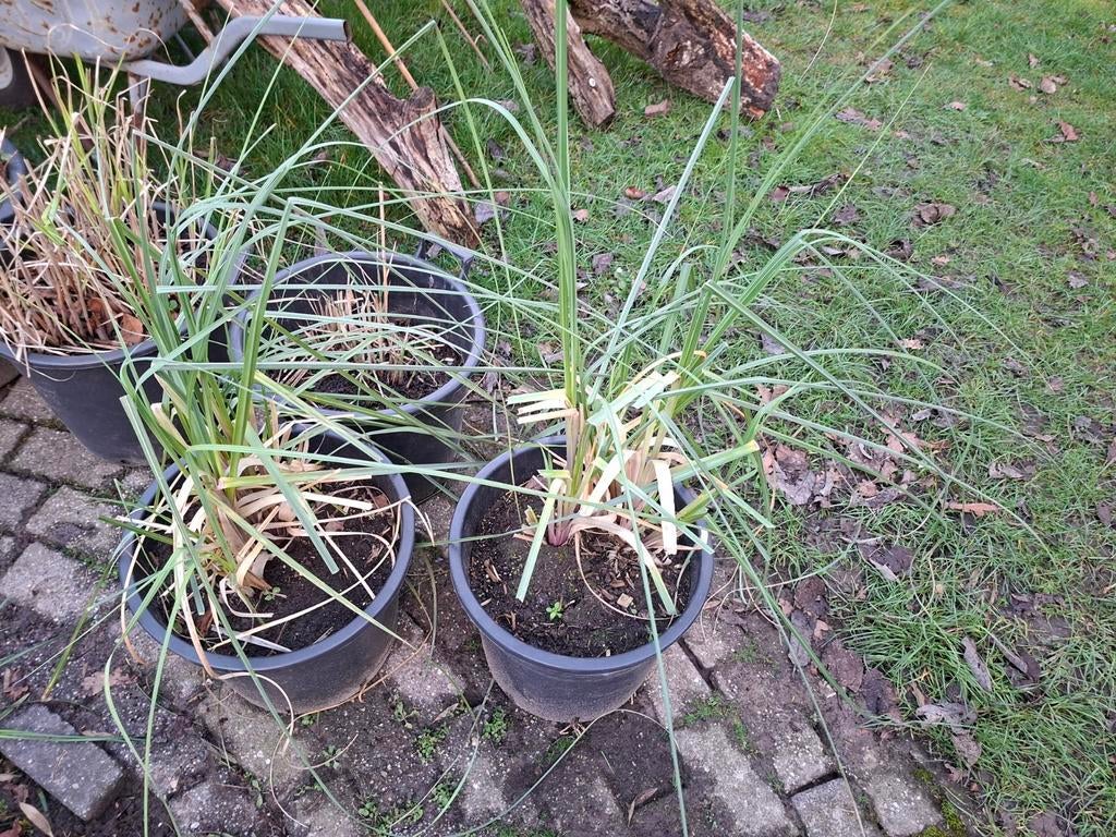 Pampagras, Ophalen, Eenjarig, Groenteplanten, Volle zon