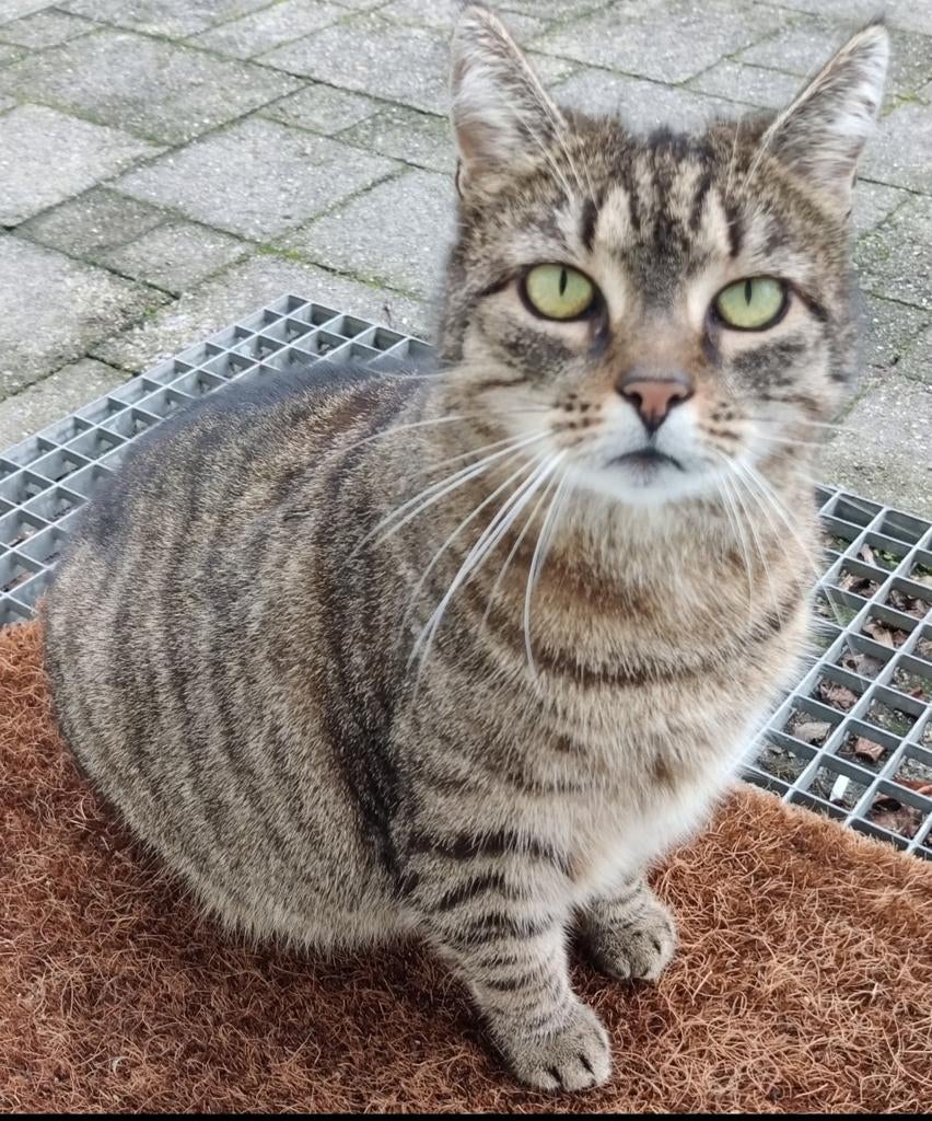 Katje zoekt een nieuw, liefdevol thuis