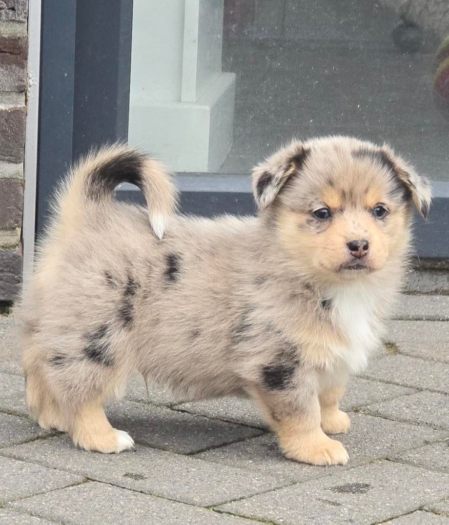 Mooie Lieve  corgi pomsky mix pups pups, Parvo, 8 tot 15 weken, Meerdere, Meerdere dieren
