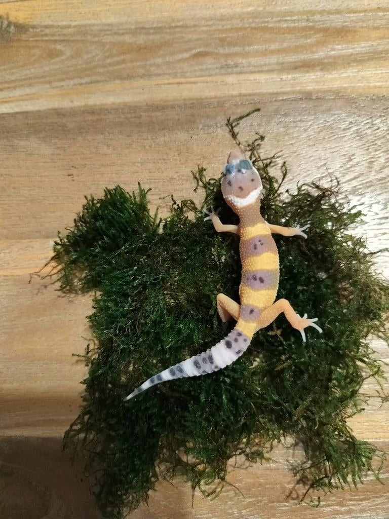 Jonge/ baby luipaardgekko, Dieren en Toebehoren, Hagedis, 0 tot 2 jaar
