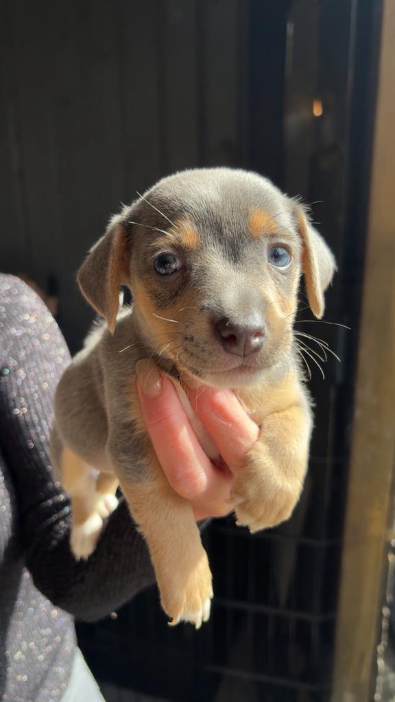 Super Mooie blue and tan jackrussel puppy’s kortpotige, Dieren en Toebehoren, Honden | Jack Russells en Terriërs, Jack Russell Terriër
