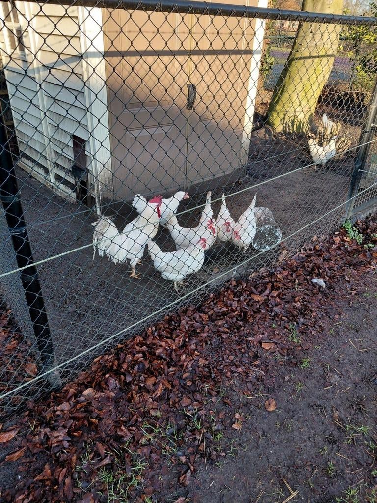 Broedeieren witte leghorn, Dieren en Toebehoren, Pluimvee, Geslacht onbekend, Kip