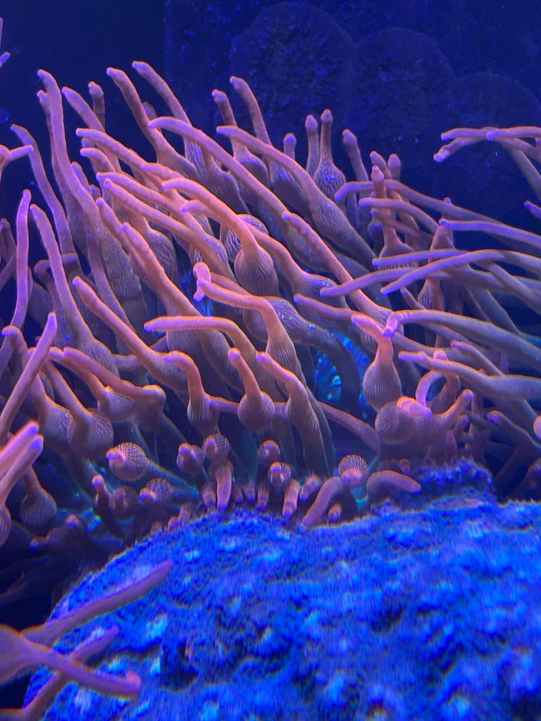 Sunburst tepelanemoon, Dieren en Toebehoren, Ophalen of Verzenden, Plant(en), Steen of Hout