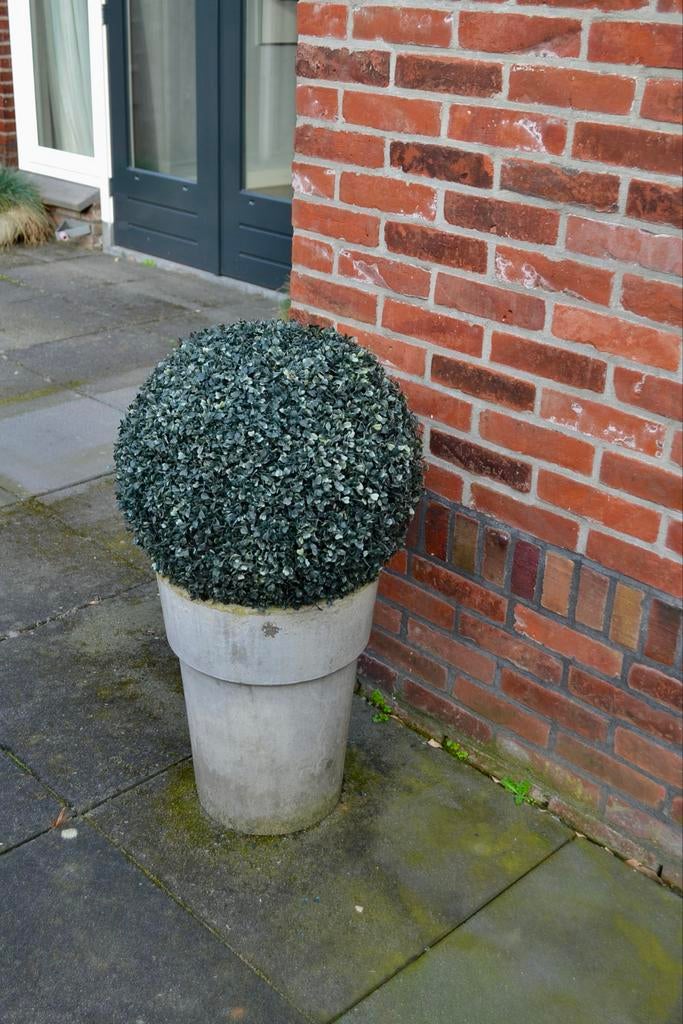 Kunststof Buxusbol in Betonnen Bloempot, Ophalen, Gebruikt, Minder dan 60 cm, Rond