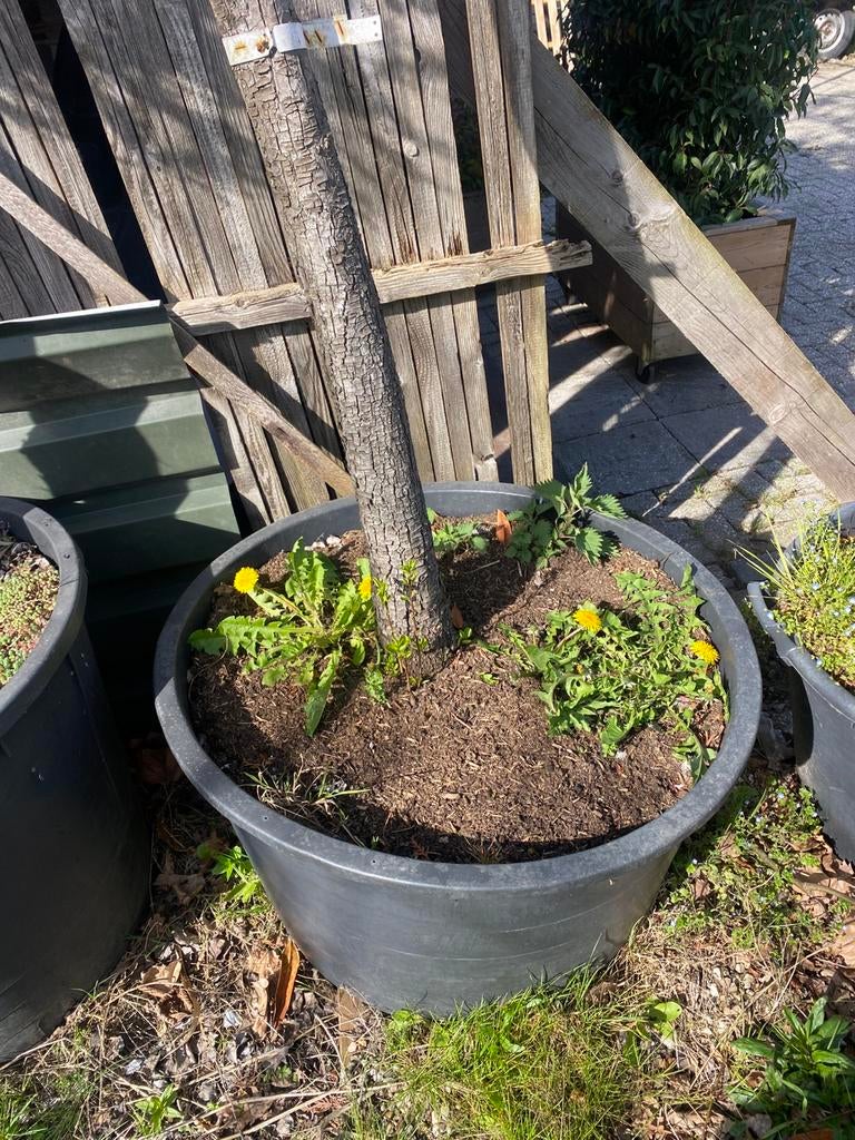 Hoogstam oude bio gekweekte  perenbomen €175,00 pst, Lente, Ophalen of Verzenden, 250 tot 400 cm, Perenboom