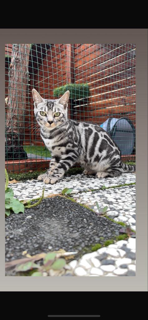 Onze silver bengaal is mama geworden van 1 poes en 1 kater, Meerdere dieren