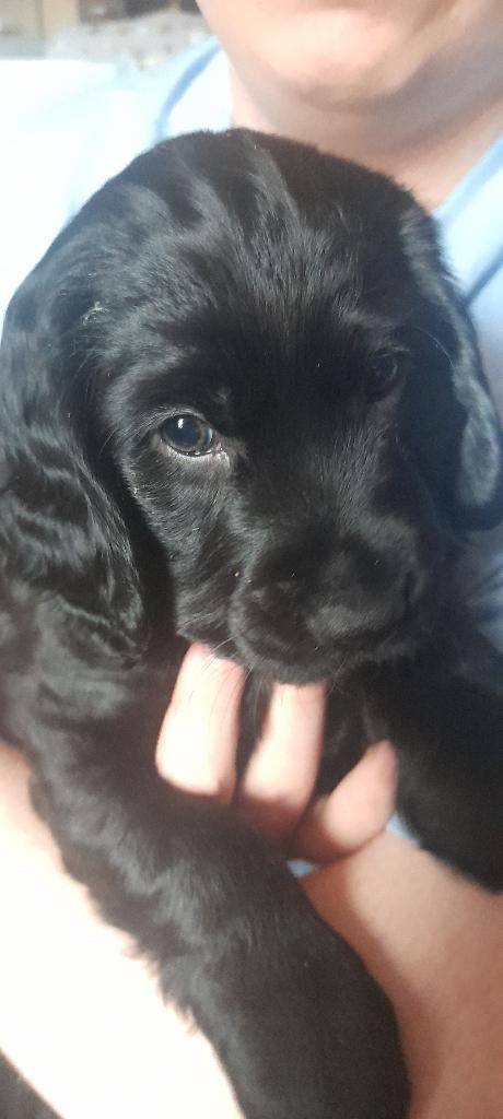 Schattige pup reu, 8 tot 15 weken, Parvo, Eén hond, Nederland