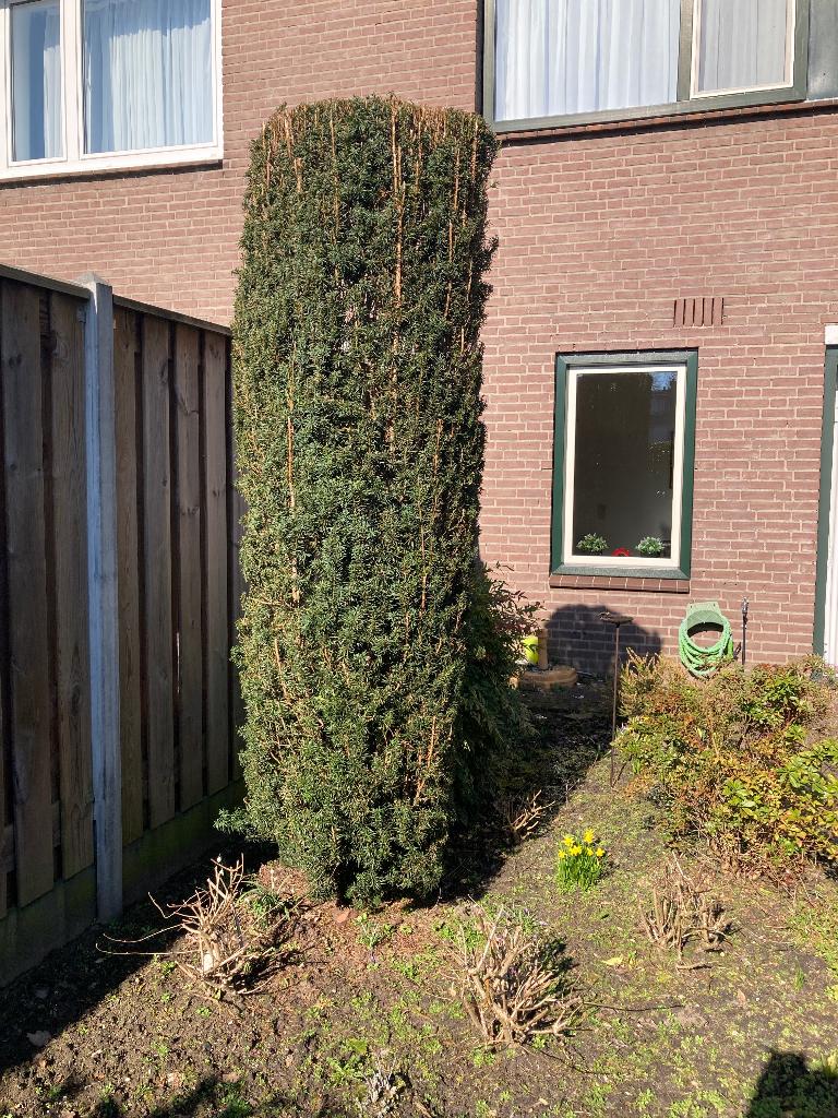 Taxus kolommen, Bloeit niet, Overige soorten, 250 tot 400 cm, Ophalen