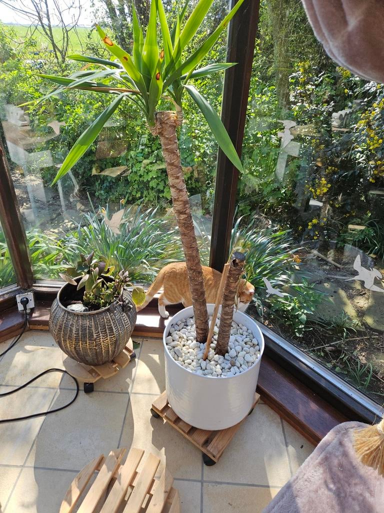 Mooie yucca met pot aarde en stenen, Ophalen, Halfschaduw, Minder dan 100 cm