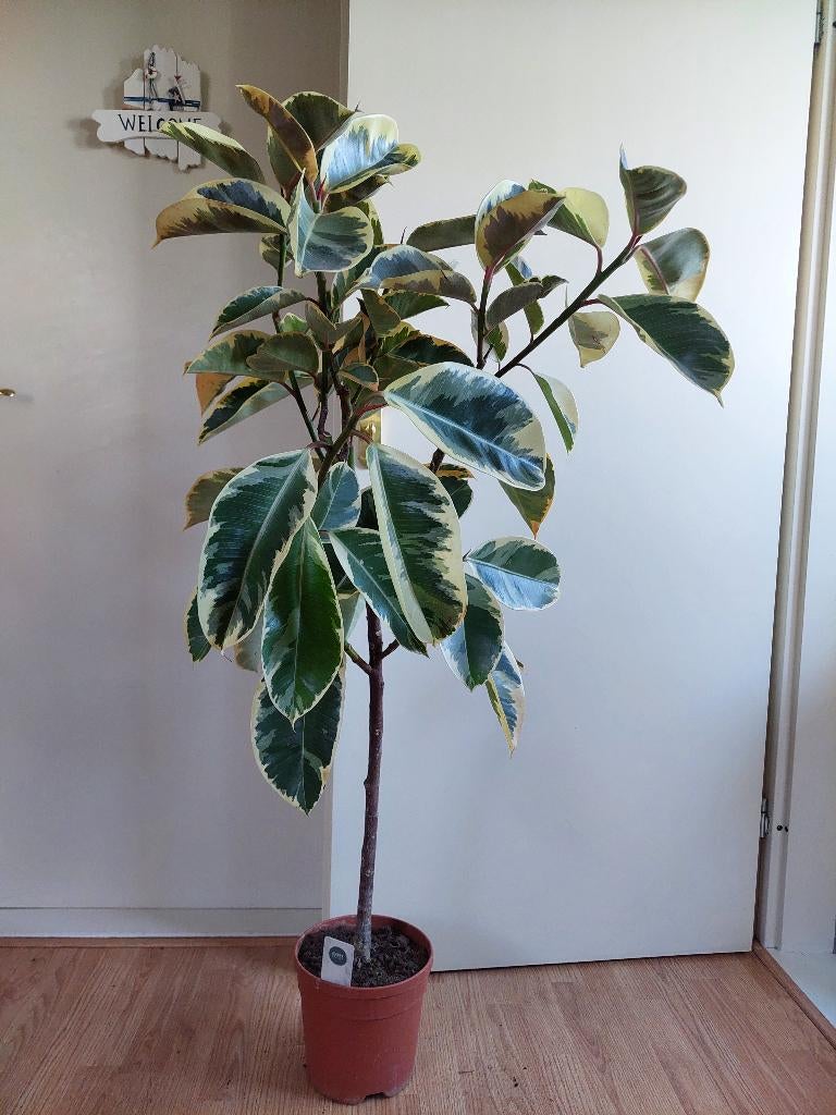 Ficus Elastica Tineke (op stam)-Rubberboom/Rubberplant 130cm, Ophalen, Ficus, 100 tot 150 cm, Halfschaduw