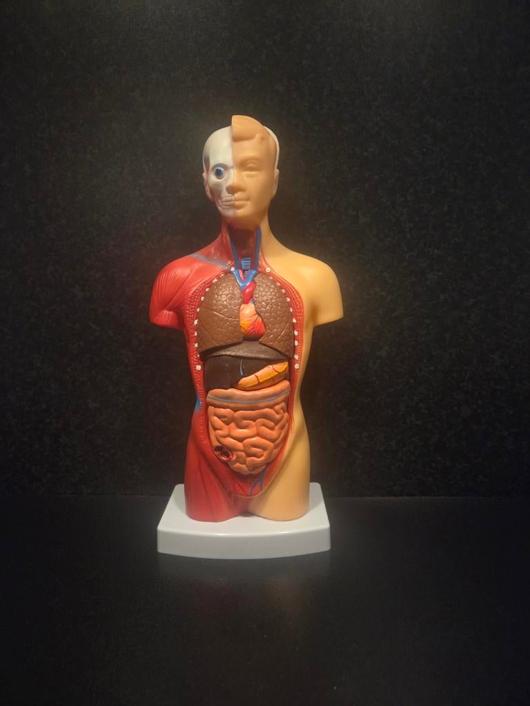 Menselijk Torso Model - 15 Delig Anatomisch Model, Ophalen of Verzenden, Nieuw, Groter dan 1:35, Figuur of Figuren