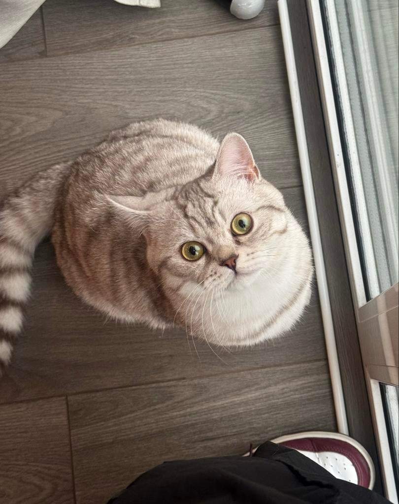 Britse dakkater beschikbaar voor dekking, lees beschrijving., Dieren en Toebehoren, Katten en Kittens | Overige Katten, Kater