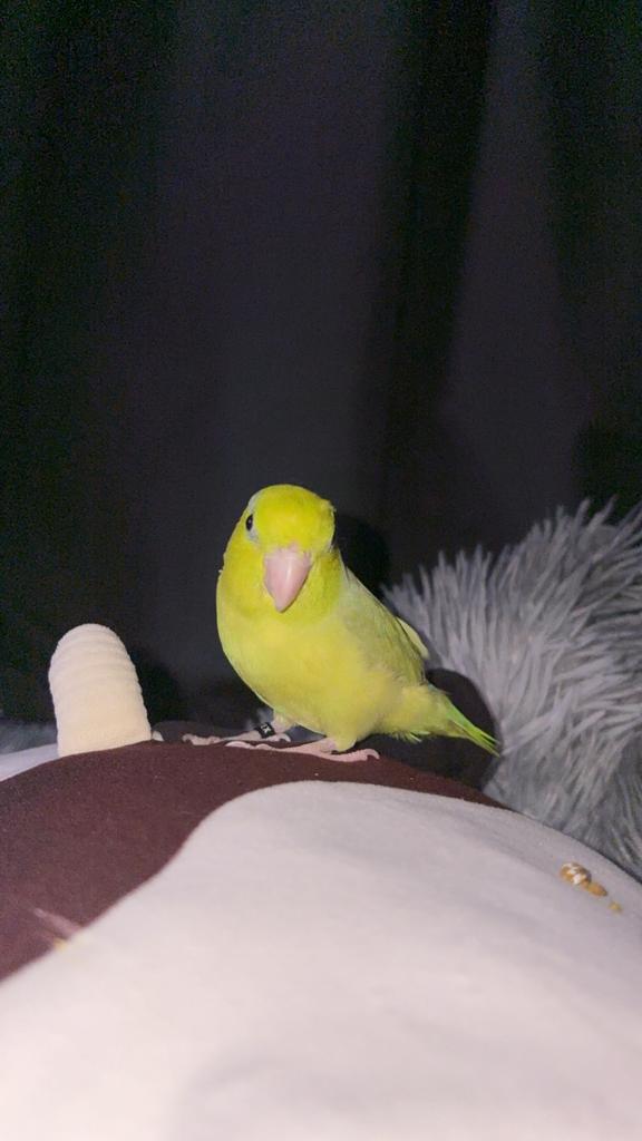 Forpus, Geslacht onbekend, Tam