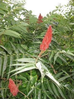 fluweel boom, Overige soorten, 100 tot 250 cm, Zomer, Ophalen