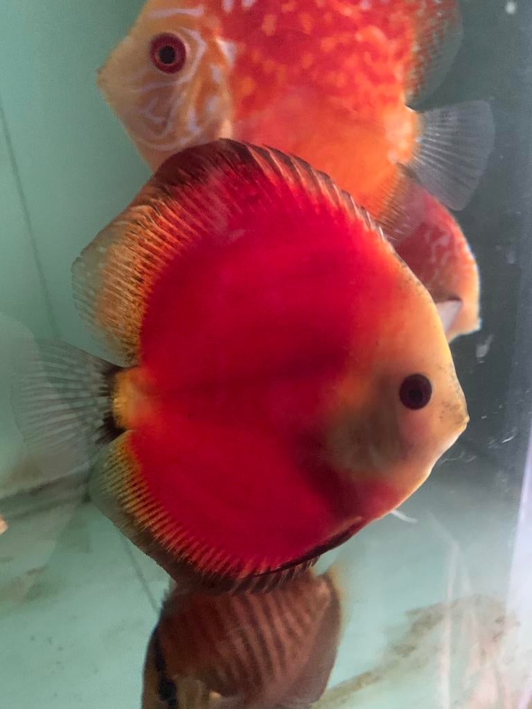 Red melon discus, Dieren en Toebehoren, Vis