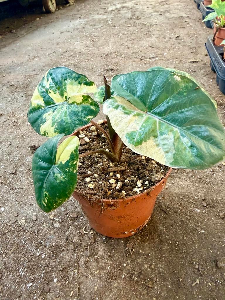 Alocasia Yucatan Princess p12, Overige soorten, In pot, Minder dan 100 cm, Groene kamerplant