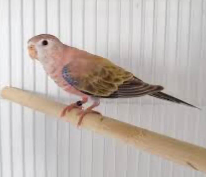 Te koop gevraagd Pale fallow bourkes man of pop, Dieren en Toebehoren, Mannelijk