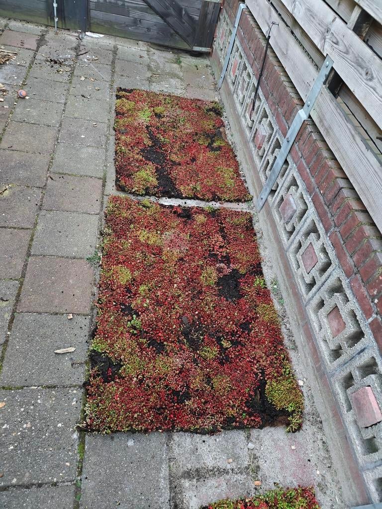 Sedum dak 4x 80 x 100cm (eventueel met drainage/substraat), Ophalen, Zo goed als nieuw, Minder dan 10 m², Gras