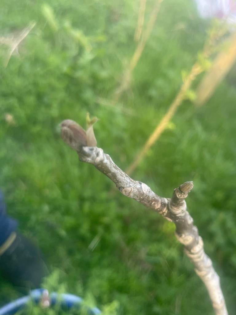 Walnoot, Tuin en Terras, Planten | Bomen, Ophalen of Verzenden, Volle zon, Overige soorten