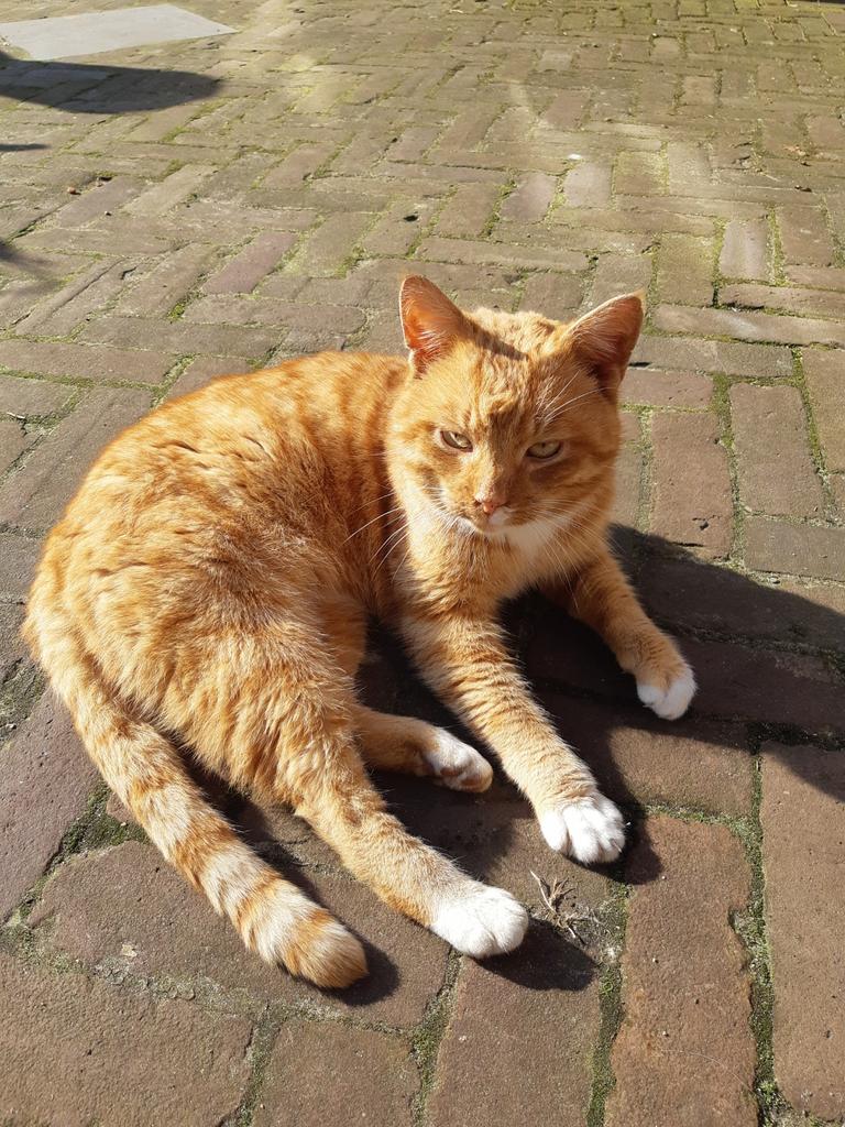Rode kater aan komen lopen., Kat