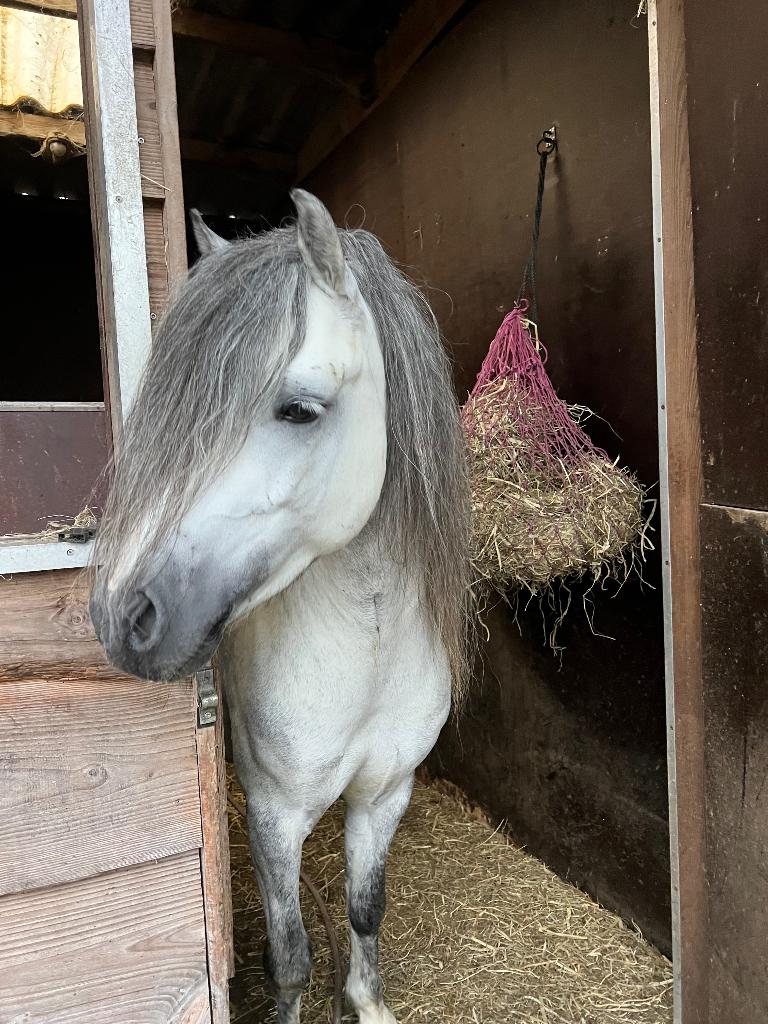 Allround Welsh A pony, Gechipt, B, Ruin, A pony (tot 1.17m)