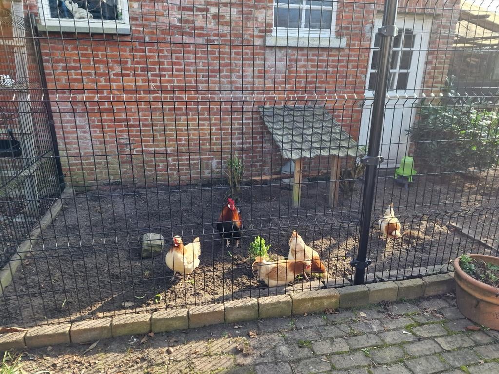 Mooi span Sumtalerkrielkipjes te koop., Dieren en Toebehoren, Meerdere dieren, Kip