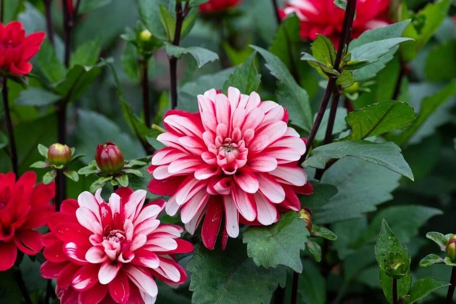 Pacific time dahlia knollen, Ophalen of Verzenden, Voorjaar, Volle zon, Knol